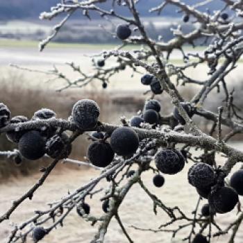 Schlehen, Frucht des Schlehdorns, sollte vor dem Verarbeiten mindestens einmal durchgefroren sein - (c) Gabi Vögele