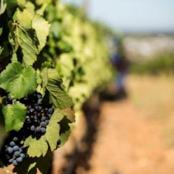 Südafrika - Aktivitäten rund um den Wein - (c) Wineroute.co.za