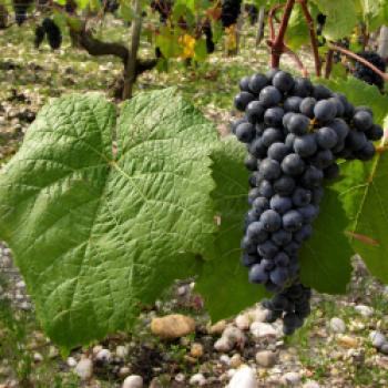 Na dann, Prost! Die 10 teuersten Weine der Welt - (c) Bourdeaux Press