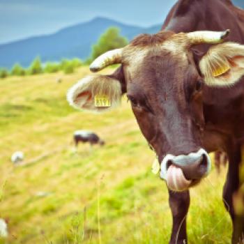 Die Bauern des Valsugana produzieren mit Herz und Gefühl hochwertige Lebensmittel in den idyllischen Bergdörfern - (c) Storytravelers TVB Valsugana Lagora i