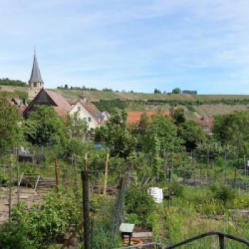 Mythos 401 – ‚Do it yourself Weinbergtour‘ - Auf Spurensuche im Lembergerland - (c) Maren Recken