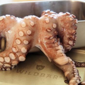 Pulpo-Salat mit Tomaten, Fenchel, Oliven und Kapern - (c) Jörg Bornmann