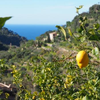 Zitronen auf Mallorca - (c) Jörg Bornmann