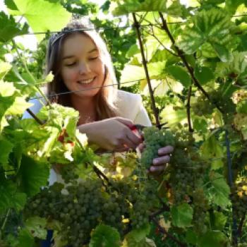 Die Badische Weinkönigin Tina Glur bei der Solaris-Lese im Weingut Löffler, Stauffen – (c) DWI