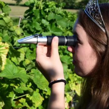 Die Badische Weinkönigin Tina Glur misst die Öchsle-Grade der Rebsorte mit dem Refraktometer – (c) DWI