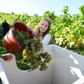Federweißer-Lesestart mit der Badischen Weinkönigin Tina Glur im Weingut Löffer in Staufen, Baden. Gelesen wird die Rebsorte Solaris in der Lage Grunerner Altenberg – (c) DWI
