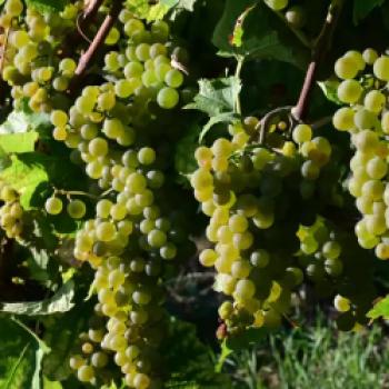 Reife Solaris-Trauben mit hohen Öchslegraden für fruchtig-aromatisch Federweiße - (c) DWI