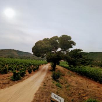 Languedocs faszinierende Weinwelt, die Landschaft, die Kulinarik und die Gesichter der Winzer - (c) Carola Faber