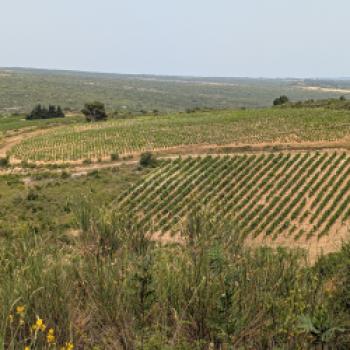 Languedocs faszinierende Weinwelt, die Landschaft, die Kulinarik und die Gesichter der Winzer - (c) Carola Faber