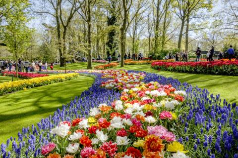 Keukenhof – Blumenduft und Farbenpracht - Neben Tulpen sind auch Narzissen und Hyazinthen zu bewundern - (c) Keukenhof Keukenhof – Blumenduft und Farbenpracht - Neben Tulpen sind auch Narzissen und Hyazinthen zu bewundern - (c) Keukenhof