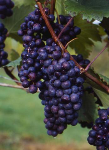 Der Schilcher ist ein Rose aus der Traube 'Blauer Wildbacher' - (c) Österreich Wein Marketing GmbH Der Schilcher ist ein Rose aus der Traube 'Blauer Wildbacher' - (c) Österreich Wein Marketing GmbH