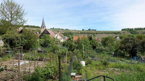 Mythos 401 – ‚Do it yourself Weinbergtour‘ - Auf Spurensuche im Lembergerland - (c) Maren Recken Mythos 401 – ‚Do it yourself Weinbergtour‘ - Auf Spurensuche im Lembergerland - (c) Maren Recken