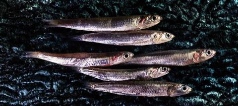Sardellentörtchen - Ein tolles Gericht als Vorspeise oder sommerliches Abendessen - (c) feelSenigallia Sardellentörtchen - Ein tolles Gericht als Vorspeise oder sommerliches Abendessen - (c) feelSenigallia