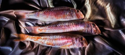 Die Meerbarbe ist einer der schmackhaftesten Fische, die in Küstennähe leben - (c) feelSenigallia