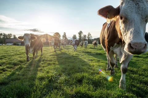 Über 1.000 Betriebe der Molkerei Berchtesgadener Land treiben ihre Kühe wieder auf die Weide - (c) Molkerei Berchtesgadener Land Über 1.000 Betriebe der Molkerei Berchtesgadener Land treiben ihre Kühe wieder auf die Weide - (c) Molkerei Berchtesgadener Land