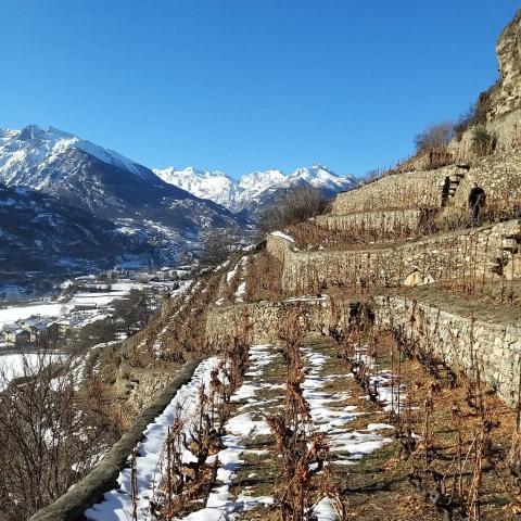 Le Prisonnier 2019 -‚Der Gefangene‘ aus dem Aostatal - Ein Erinnerungsstück an den Wein aus den Bergen - (c) Maison Anselmet Le Prisonnier 2019 -‚Der Gefangene‘ aus dem Aostatal - Ein Erinnerungsstück an den Wein aus den Bergen - (c) Maison Anselmet