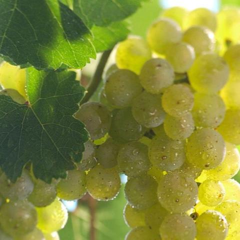 Auszeichnung der Gewinner des diesjährigen Riesling-Sonderpreises im Rahmen der DLG-Bundesweinprämierung 2022 - (c) DWI Auszeichnung der Gewinner des diesjährigen Riesling-Sonderpreises im Rahmen der DLG-Bundesweinprämierung 2022 - (c) DWI