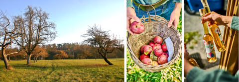 Streuobstwiesen – erhalten die Natur und die Produkte sind biologisch und schmecken hervorragend Streuobstwiesen – erhalten die Natur und die Produkte sind biologisch und schmecken hervorragend