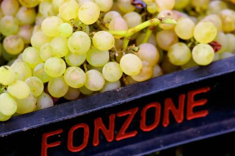 Die Weine von Fonzone – eine besondere Entdeckung, das Weingut aus Kampanien lockt mit autochthonen Rebsorten - (c) Weingut Fonzone