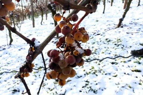 Frühe Eisweinlese bei frostigen Temperaturen, die Krönung des Jahrgangs 2023 - (c) DWI Frühe Eisweinlese bei frostigen Temperaturen, die Krönung des Jahrgangs 2023 - (c) DWI