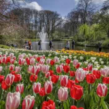 Keukenhof – Blumenduft und Farbenpracht - Neben Tulpen sind auch Narzissen und Hyazinthen zu bewundern - (c) Keukenhof