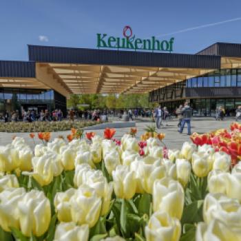 Keukenhof – Blumenduft und Farbenpracht - Neben Tulpen sind auch Narzissen und Hyazinthen zu bewundern - (c) Keukenhof