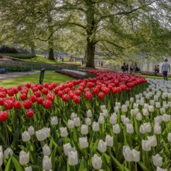 Keukenhof – Blumenduft und Farbenpracht - Neben Tulpen sind auch Narzissen und Hyazinthen zu bewundern - (c) Keukenhof