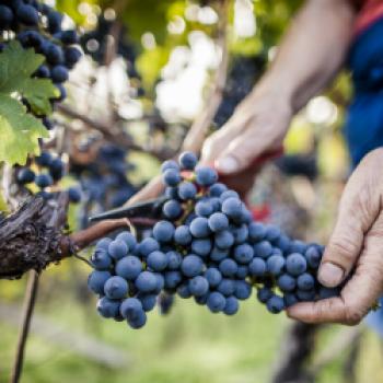 Südtirol DOC Wein - Kontrollierte Herkunftsbezeichnung seit 1971