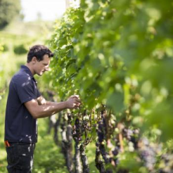 Südtirol DOC Wein - Kontrollierte Herkunftsbezeichnung seit 1971