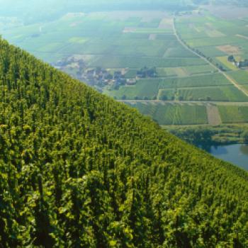  Steile Lagen, tolle Weine - Eine Weinreise entlang die Mosel  - (c) Deutsches Weininstitut