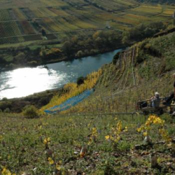 Steile Lagen, tolle Weine - Eine Weinreise entlang die Mosel  - (c) Deutsches Weininstitut