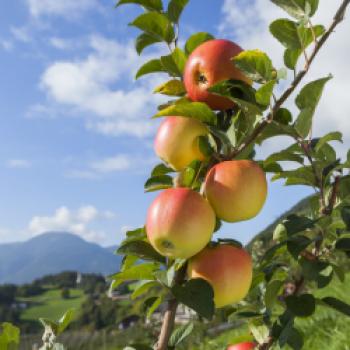 Südtiroler Apfel g.g.A. - Geschützte geografische Angabe seit 2005 - (c) Frieder Blickle