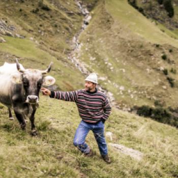 Stilfser g.U. Käse - Geschützte Ursprungsbezeichnung seit 2007 - (c) Carmin Huber