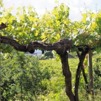 Andrea Vestri und Jean-Jacques Marcel laden am 16. Mai 2019 zum Stammtisch ‚Portugal vs Spanien' der Münchner Sommelierschule European Wine Education - (c) Jörg  Bornmann