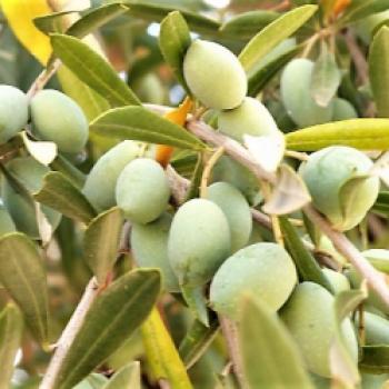 Bei der Novemberernte werden die Oliven der über 1000 Jahre alten Bäume separat gesammelt, gepresst und im Januar 2015 als Olivenöl der Öffentlichkeit präsentiert - (c) Sabine Zoller