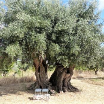 „Wir benötigen knapp sieben Männer, um unseren ältesten Olivenbaum zu umfassen“. Stolz zeigt José Manuel Valadas Alves das älteste Prachtstück auf seiner „Horta da Moura“ und erklärt: „Wir haben es nun amtlich bestätigt: Unser ältester Olivenbaum ist 2450 Jahre alt!“ - (c) Sabine Zoller