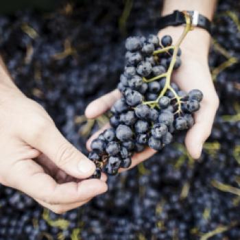 Die Südtiroler Weinernte 2019 - in etwas turbulenter, aber vielversprechender Jahrgang - (c) Südtirol Wein, Florian Andergassen