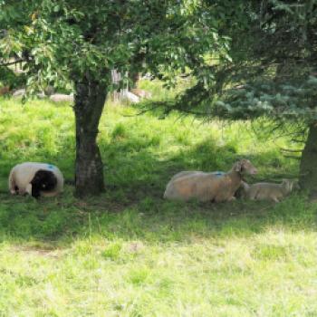 Auch die Vogelsberger Schafe und Lämmer suchen den Schatten an warmen Sommertagen - (c) Jörg Bornmann
