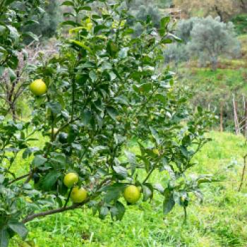 Der Bergamotte-Baum wächst nur, wenn er auf Bitterorange gepfropft wird. Wenn man Bergamotte-Samen sät, wächst Bitterorange - (c) Maren Recken