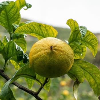 Die Bergamotte-Bäumchen hängen voller Früchte. Von Oktober bis März ist Erntezeit - (c) Maren Recken
