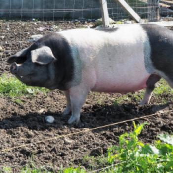 Mit dem Radl zu Besuch bei bäuerlichen Betrieben der Ökomodellregion Waginger See und Rupertiwinkel - (c) Jörg Bornmann