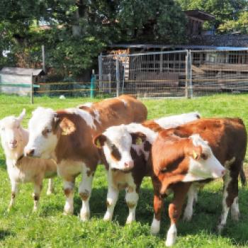 Mit dem Radl zu Besuch bei bäuerlichen Betrieben der Ökomodellregion Waginger See und Rupertiwinkel - (c) Jörg Bornmann