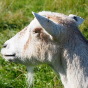 Mit dem Radl zu Besuch bei bäuerlichen Betrieben der Ökomodellregion Waginger See und Rupertiwinkel - (c) Jörg Bornmann