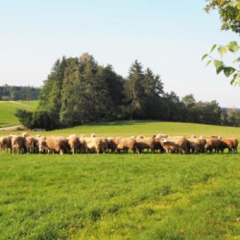 Mit dem Radl zu Besuch bei bäuerlichen Betrieben der Ökomodellregion Waginger See und Rupertiwinkel - (c) Jörg Bornmann