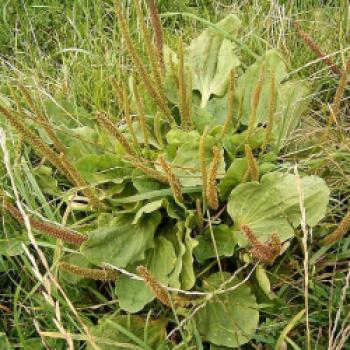 Breitwegerich (Plantago major) - (c) Wikipedia