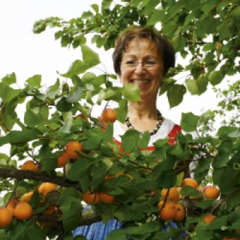 Die Autorin Christine Saahs betreibt mit ihrer Familie das Weingut Nikolaihof - (c) Michael Westermann/Brandstätter Verlag