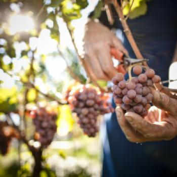 Der Weinjahrgang 2018 in Südtirol - vielversprechende Weine mit großem Potential - (c) Südtirol Wein