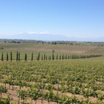  Die Weinberge der Domaine Gerovassiliou, im Hintergrund der verschneite Olymp, Griechenland, Wein, Griechischer Wein - © Susanne Wess