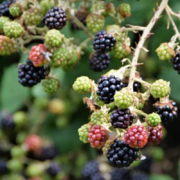 Geschenke der Natur sind auch die Brombeeren in den zahlreichen Hecken entlang der Felder und Wiesen - (c) Gabi Vögele