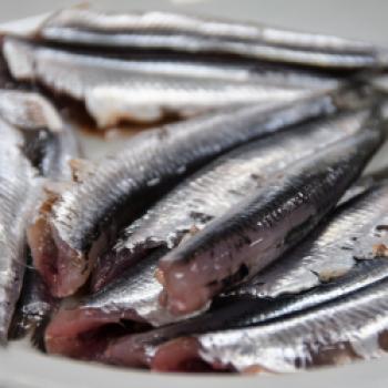 Der Adria-Badeort Senigallia hat sich so einen Ruf als Zentrum der gastronomischen Kreativität in ganz Italien und darüber hinaus erworben - (c) Gabi Vögele